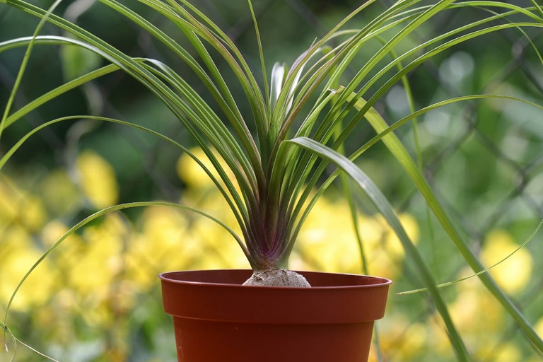 If you notice your ponytail palm's leaves yellowing, it's likely a sign of overwatering.