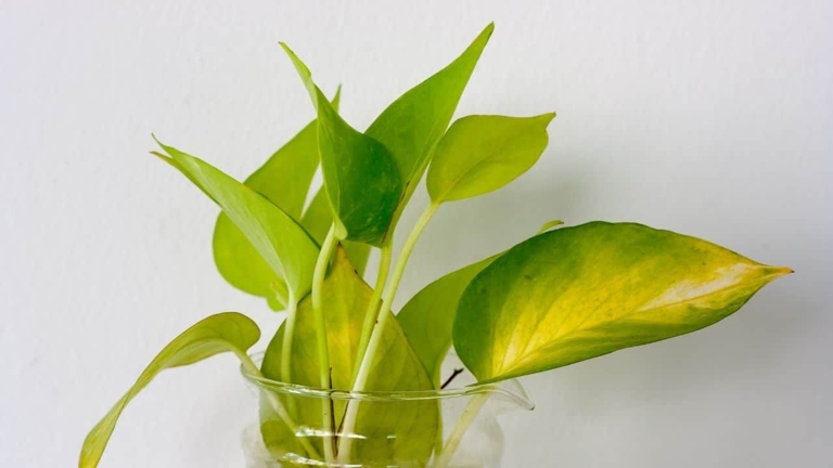 If you notice your pothos leaves browning and curling at the tips, it's likely due to too much light.