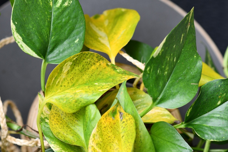 If you notice your pothos leaves turning black, it is likely due to a lack of humidity, too much direct sunlight, or a nutrient deficiency.