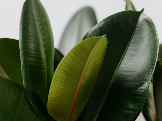If you notice your rubber plant's leaves cracking, one potential solution is to mist the leaves with water.