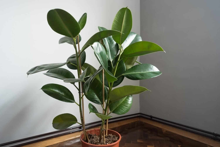 If you notice your rubber plant's leaves drooping and curling, it's a sign that it's not getting enough water.