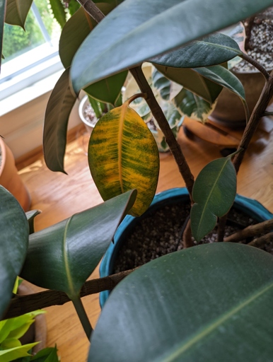 If you notice your rubber plant's leaves drooping and yellowing, it could be a sign of root rot.