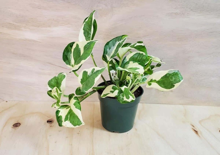 If you notice your Satin Pothos leaves curling, it could be a sign that you are overfeeding your plant with fertilizer.