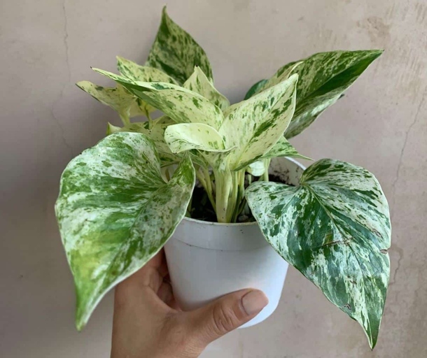 If you notice your satin pothos turning yellow, it could be due to a lack of drainage holes in the pot.