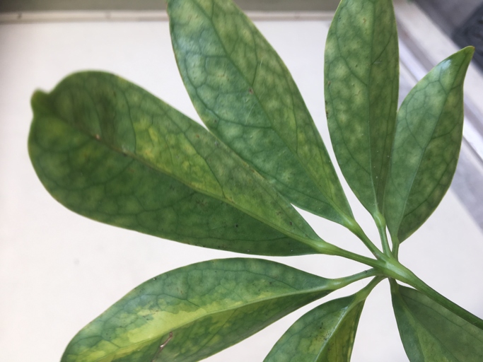 If you notice your Schefflera leaves turning black, it is likely due to drafts.