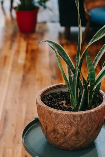 If you notice your snake plant leaves wrinkling, it could be a sign of an insect infestation.
