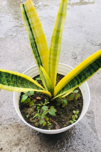 If you notice your snake plant turning yellow and soft, it is likely due to an insect infestation.