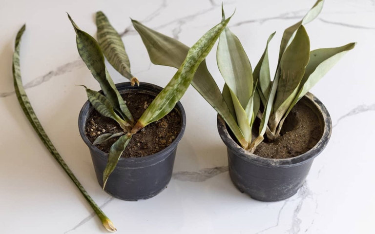 If you notice your snake plant's leaves are brown and crispy, it's likely due to too much water.
