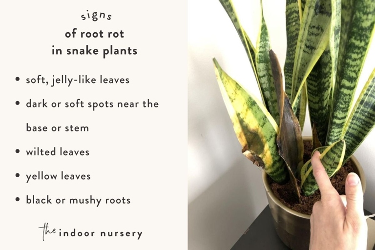 If you notice your snake plant's leaves are mushy, it's likely due to root rot.