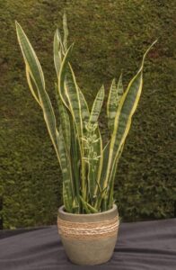 If you notice your snake plant's leaves are yellow and droopy, it's a sign that it's overwatered.