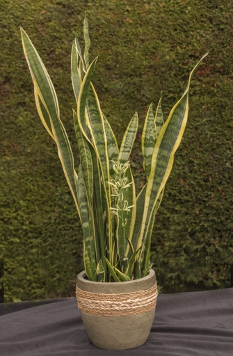 If you notice your snake plant's leaves are yellowing, wilting, or drooping, it is likely overwatered and in need of a repot.