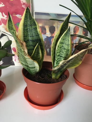 If you notice your snake plant's leaves beginning to brown and crisp at the tips, it is likely due to underwatering.
