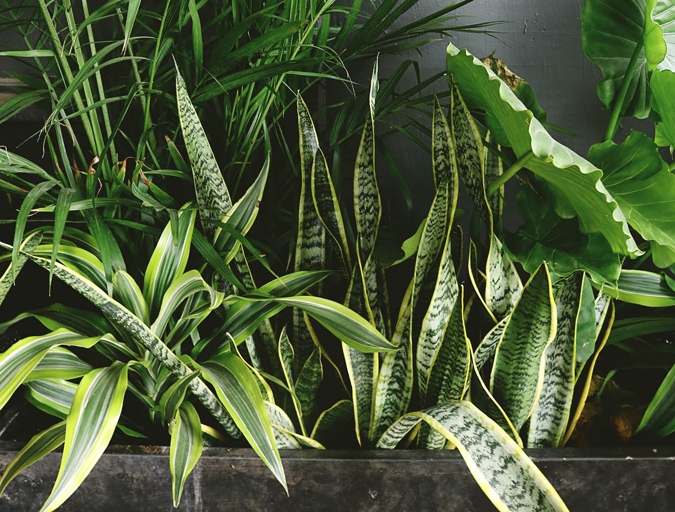 If you notice your snake plant's leaves beginning to droop, it is likely due to a lack of water.