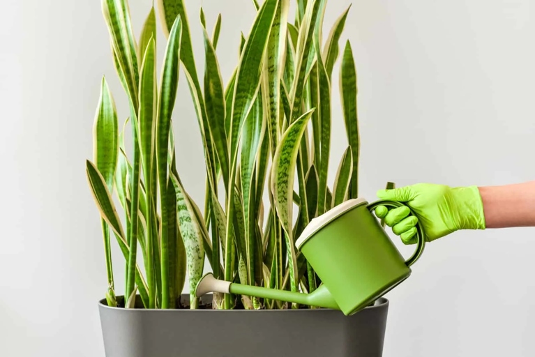 If you notice your snake plant's leaves splitting, it could be due to a variety of reasons, including extreme temperatures.