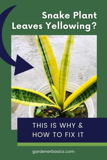 If you notice your snake plant's leaves turning yellow and soft, there are a few possible causes and solutions.
