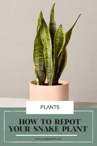If you notice your snake plant's roots spiraling around the container, it's time to give it a new home.