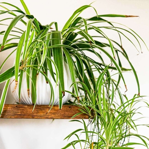 If you notice your spider plant's leaves curling, it could be a sign of poor water quality.