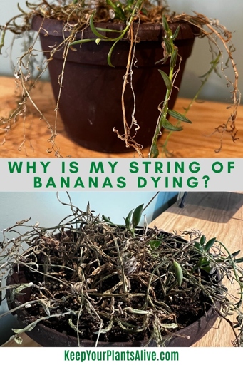 If you notice your string of bananas drying out, water regularly as a solution.