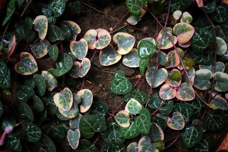 If you notice your String of Hearts leaves are yellowing, it's likely due to overwatering.