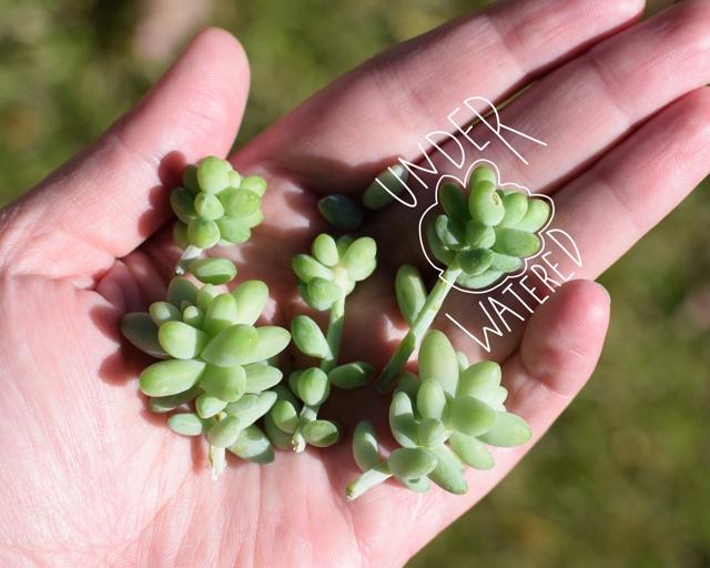 If you notice your succulent is looking wilted, droopy, and its leaves are changing color, it's likely that it has a sunburn.