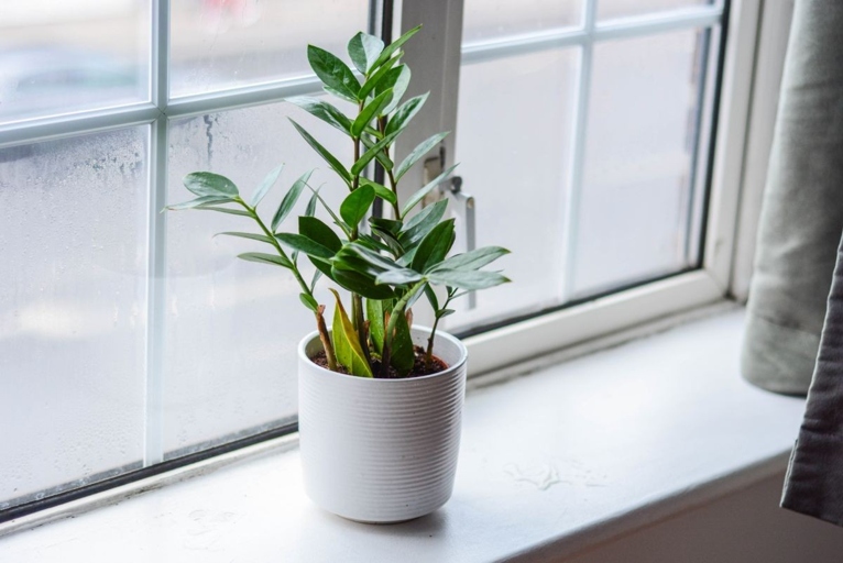 If you notice your ZZ plant turning brown, it is likely due to incorrect potting requirements.