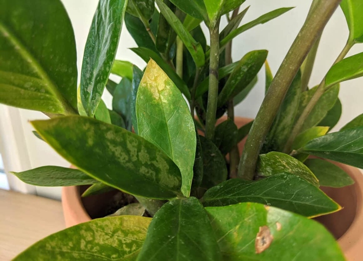 If you notice your ZZ plant's leaves are yellowing, it's a sign of overwatering and you should take action to save your plant.