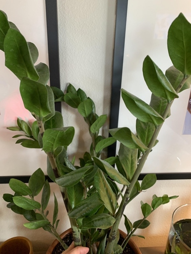 If you notice your ZZ plant's leaves drooping, it is likely overwatered.