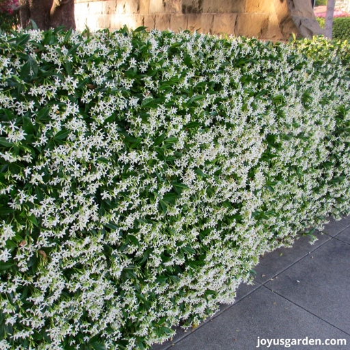 If you overfeed your Star Jasmine, it will grow too quickly and become leggy and weak.