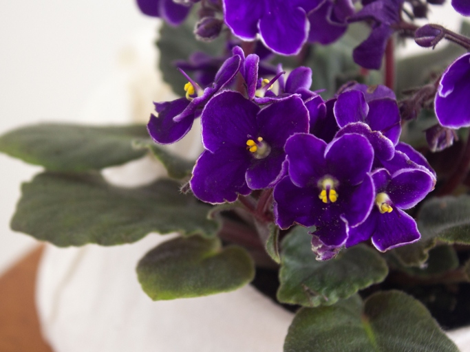 If you overwater your African Violet, it will lead to fungal growth.