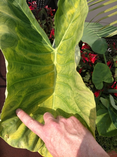 If you overwater your elephant ear plant, the leaves will start to yellow and wilt.