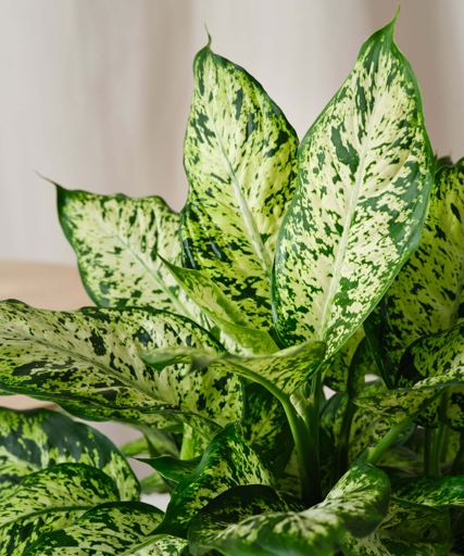 If you provide your Dieffenbachia with proper growing conditions that include well-drained soil, bright indirect light, and consistent moisture, you can help prevent root rot.