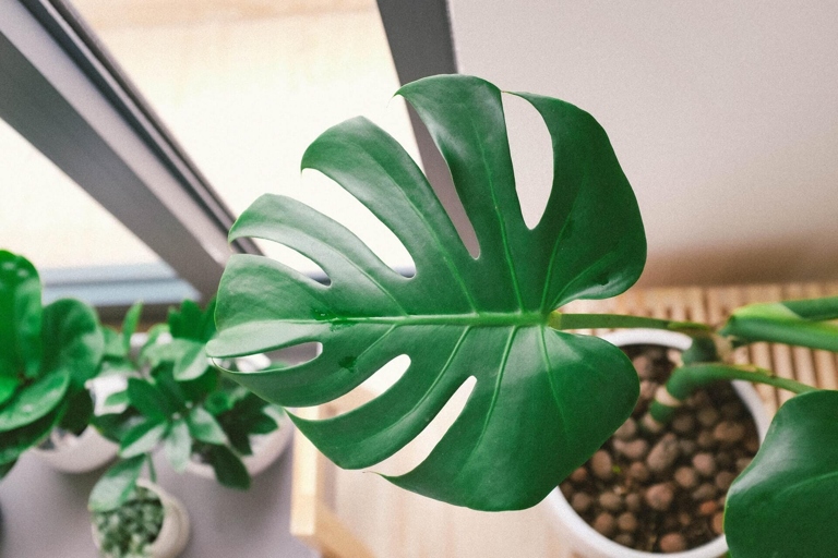 If you remove the roots of a Monstera plant, be sure to trim off the top portion of the plant as well.