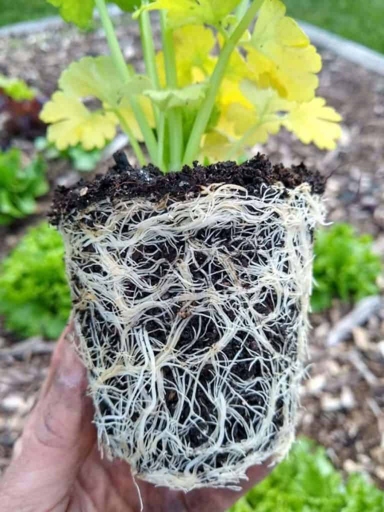 If you remove the roots of a plant, you should also remove the top growth.