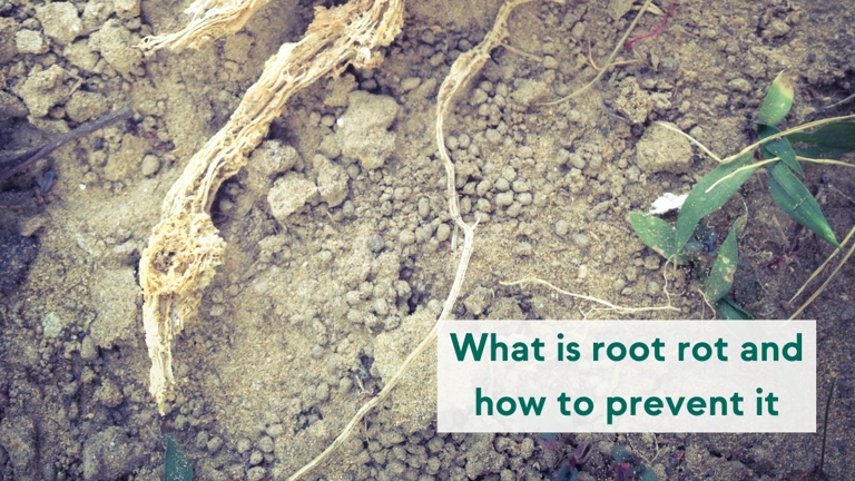 If you see any infected roots, it's important to trim them off as soon as possible to prevent the spread of root rot.