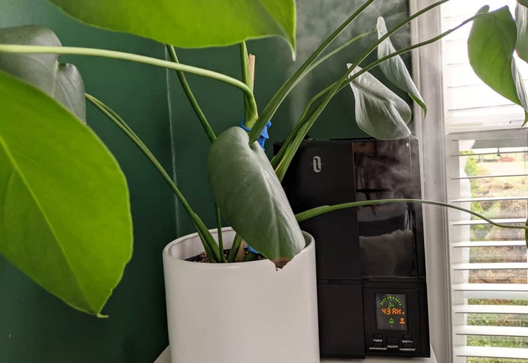 If you see any of these signs in your Monstera, it's time to cut back on the water.