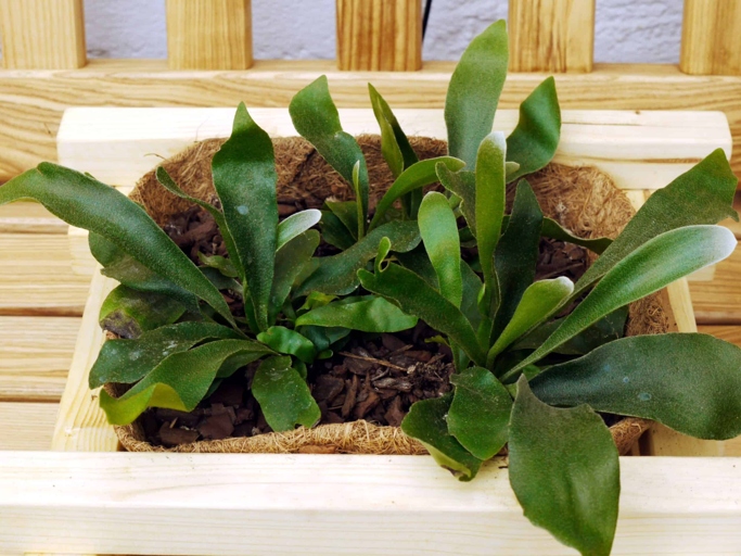 If you see black spots on the basal fronds of your staghorn fern, it is a sign that the plant is overwatered.