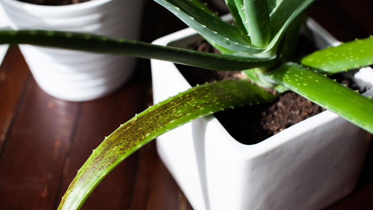If you see black spots on your aloe vera plant, it is likely due to an insect infestation.