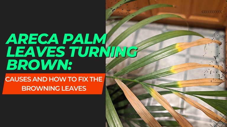 If you see brown or yellow leaves on your Areca Palm, it could be a sign of root rot.