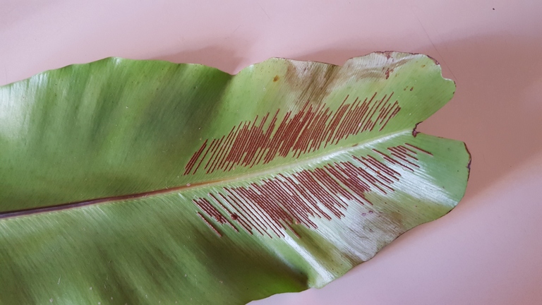 If you see brown tips on your bird's nest fern, it is likely due to pests.