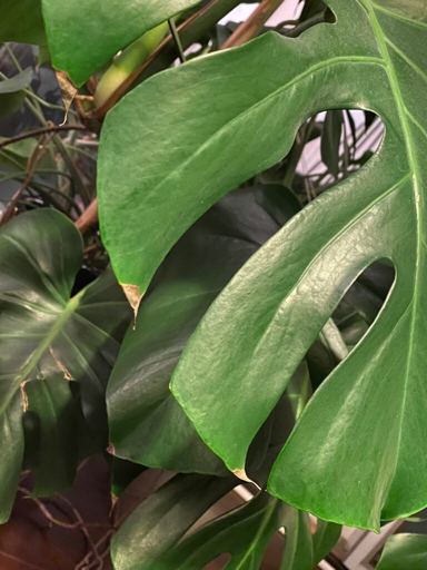 If you see brown tips on your Monstera, it is likely due to too little water.
