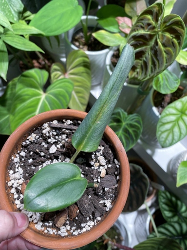 If you see brown tips on your philodendron, it is likely due to either too much or too little water.