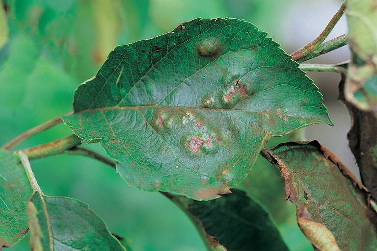 If you see frayed or tattered leaf margins, your plant is likely suffering from cold damage.