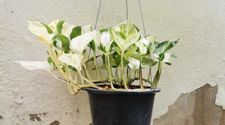 If you see leaves on your pothos turning white, it's likely due to a fungal infection.