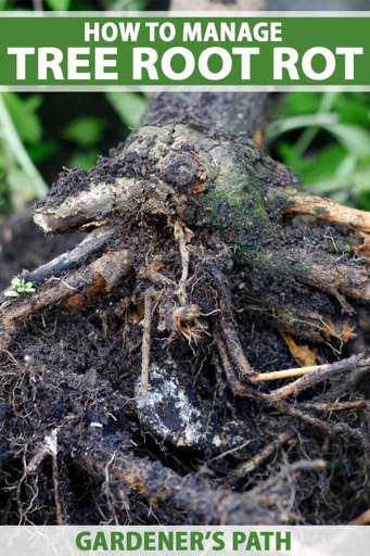 If you see signs of hydration root rot, the best solution is to replant the bush in fresh soil.