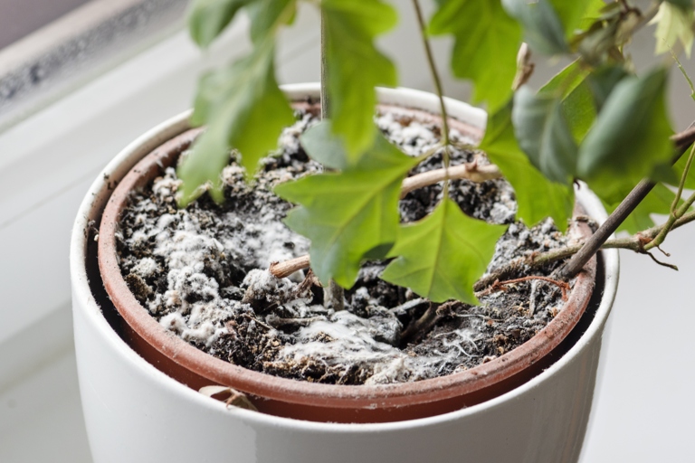 If you see white powder on the surface of your potting soil, it is most likely white mold.