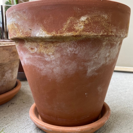 If you see white powder on your clay or terracotta pots, don't worry - it's just white mold.