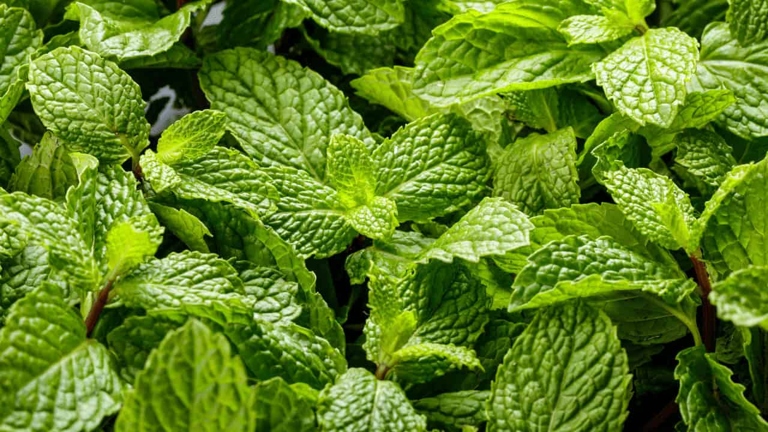 If you see white spots on your mint leaves, it is likely due to a pest infestation.