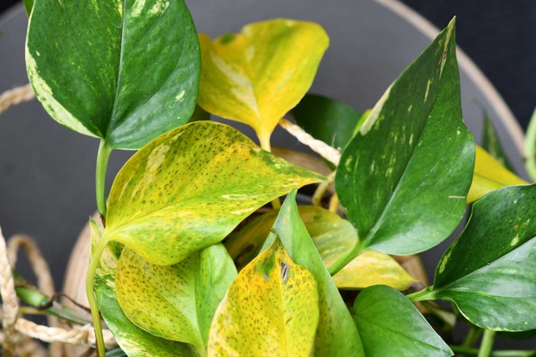 If you see yellow and brown discoloration on the leaves of your pothos, it is likely due to too much water.