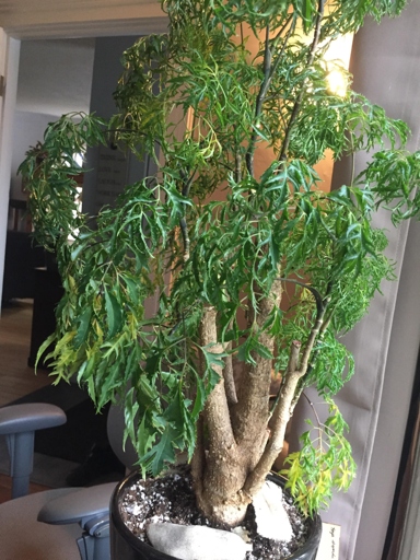 If you see yellow leaves on your Ming Aralia, it could be due to an insect infestation.