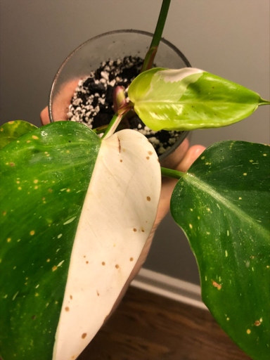 If you see yellow spots on your philodendron, it is likely due to rust.